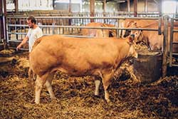 Celmar | Coopérative d'éleveur bovin et ovin du Limousin. Viandes de qualité certifiées