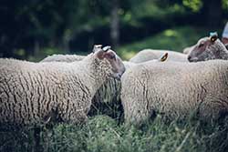 Celmar | Coopérative d'éleveur bovin et ovin du Limousin. Viandes de qualité certifiées