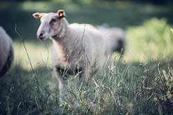 Celmar | Coopérative d'éleveur bovin et ovin du Limousin. Viandes de qualité certifiées