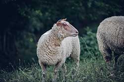 Celmar | Coopérative d'éleveur bovin et ovin du Limousin. Viandes de qualité certifiées