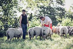 Celmar | Coopérative d'éleveur bovin et ovin du Limousin. Viandes de qualité certifiées