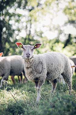 Celmar | Coopérative d'éleveur bovin et ovin du Limousin. Viandes de qualité certifiées