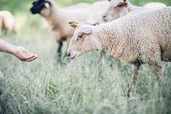 Celmar | Coopérative d'éleveur bovin et ovin du Limousin. Viandes de qualité certifiées