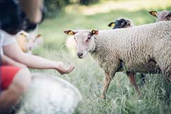 Celmar | Coopérative d'éleveur bovin et ovin du Limousin. Viandes de qualité certifiées