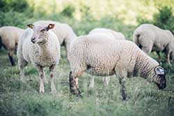 Celmar | Coopérative d'éleveur bovin et ovin du Limousin. Viandes de qualité certifiées