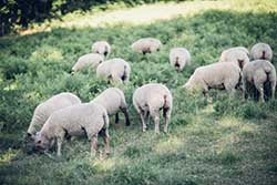 Celmar | Coopérative d'éleveur bovin et ovin du Limousin. Viandes de qualité certifiées