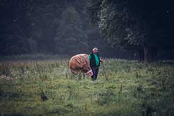 Celmar | Coopérative d'éleveur bovin et ovin du Limousin. Viandes de qualité certifiées