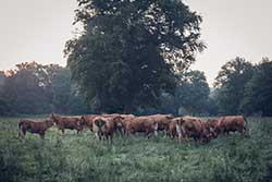 Celmar | Coopérative d'éleveur bovin et ovin du Limousin. Viandes de qualité certifiées