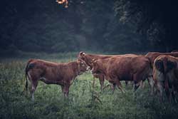 Celmar | Coopérative d'éleveur bovin et ovin du Limousin. Viandes de qualité certifiées