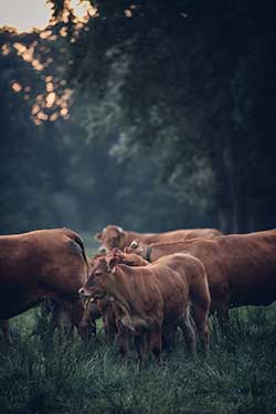 Celmar | Coopérative d'éleveur bovin et ovin du Limousin. Viandes de qualité certifiées