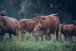 Celmar | Coopérative d'éleveur bovin et ovin du Limousin. Viandes de qualité certifiées