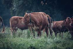 Celmar | Coopérative d'éleveur bovin et ovin du Limousin. Viandes de qualité certifiées