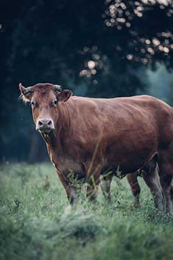 Celmar | Coopérative d'éleveur bovin et ovin du Limousin. Viandes de qualité certifiées