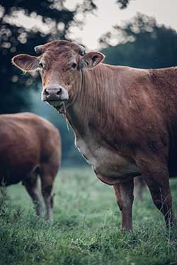 Celmar | Coopérative d'éleveur bovin et ovin du Limousin. Viandes de qualité certifiées