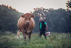 Celmar | Coopérative d'éleveur bovin et ovin du Limousin. Viandes de qualité certifiées