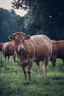 Celmar | Coopérative d'éleveur bovin et ovin du Limousin. Viandes de qualité certifiées