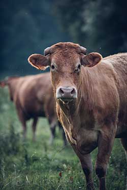 Celmar | Coopérative d'éleveur bovin et ovin du Limousin. Viandes de qualité certifiées