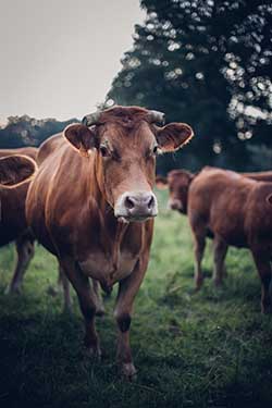 Celmar | Coopérative d'éleveur bovin et ovin du Limousin. Viandes de qualité certifiées