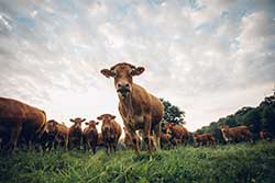 Celmar | Coopérative d'éleveur bovin et ovin du Limousin. Viandes de qualité certifiées