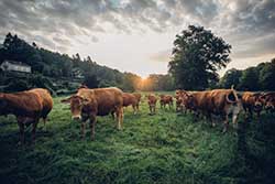 Celmar | Coopérative d'éleveur bovin et ovin du Limousin. Viandes de qualité certifiées