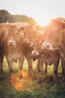Celmar | Coopérative d'éleveur bovin et ovin du Limousin. Viandes de qualité certifiées