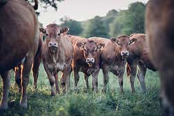 Celmar | Coopérative d'éleveur bovin et ovin du Limousin. Viandes de qualité certifiées