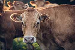 Celmar | Coopérative d'éleveur bovin et ovin du Limousin. Viandes de qualité certifiées