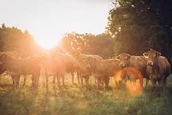 Celmar | Coopérative d'éleveur bovin et ovin du Limousin. Viandes de qualité certifiées