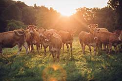 Celmar | Coopérative d'éleveur bovin et ovin du Limousin. Viandes de qualité certifiées