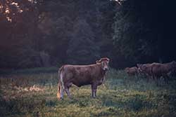 Celmar | Coopérative d'éleveur bovin et ovin du Limousin. Viandes de qualité certifiées