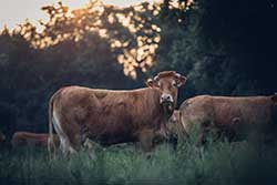 Celmar | Coopérative d'éleveur bovin et ovin du Limousin. Viandes de qualité certifiées