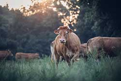 Celmar | Coopérative d'éleveur bovin et ovin du Limousin. Viandes de qualité certifiées