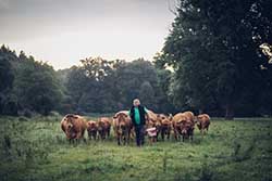 Celmar | Coopérative d'éleveur bovin et ovin du Limousin. Viandes de qualité certifiées