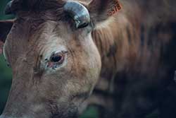 Celmar | Coopérative d'éleveur bovin et ovin du Limousin. Viandes de qualité certifiées