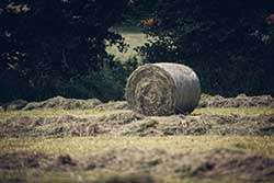 Celmar | Coopérative d'éleveur bovin et ovin du Limousin. Viandes de qualité certifiées